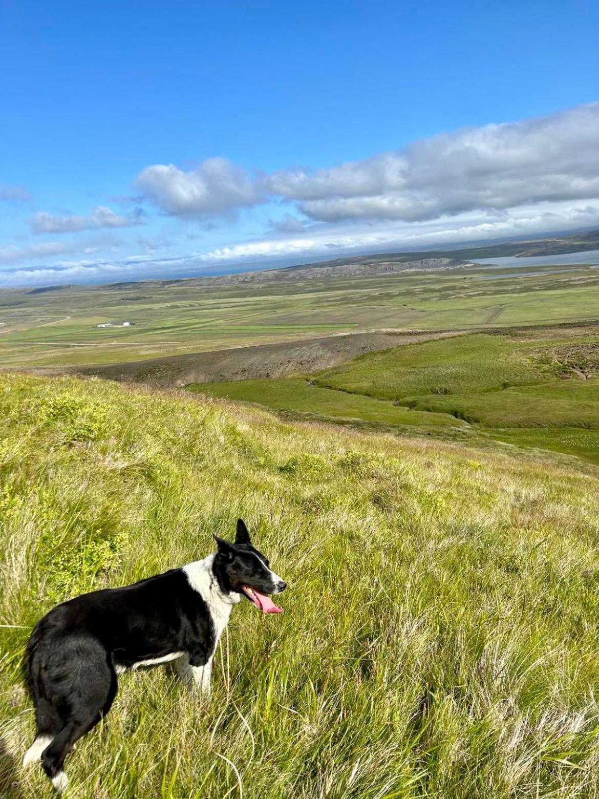 Sythri-Þvera Hvammstangi Bagian luar foto